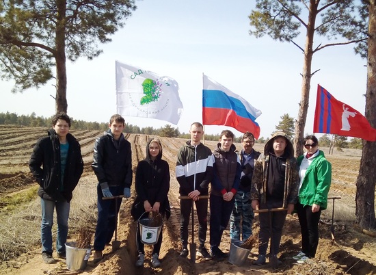 В рамках акции «Сад Памяти» в Волгоградской области высадили сосны и вязы